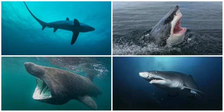 Pogledajte kakvi sve morski psi žive u Jadranu! Ima ih na tisuće, a dvije su vrste opasne za ljude