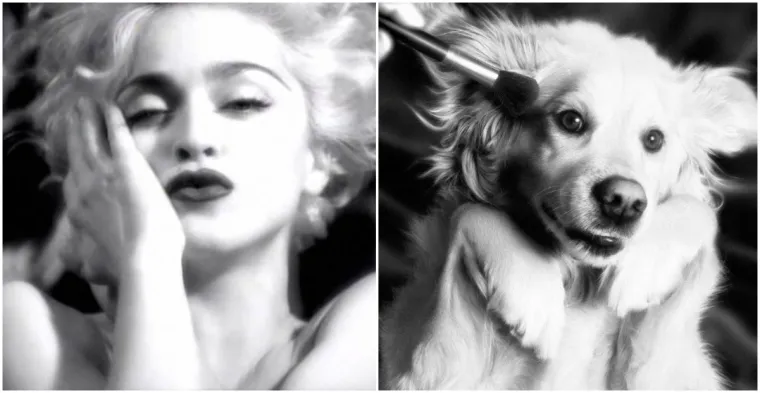 Prima donna: Ovaj pas je savršeno iskopirao sve Madonnine ikonske fotografije