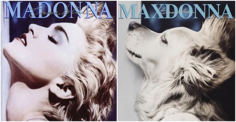 Prima donna: Ovaj pas je savršeno iskopirao sve Madonnine ikonske fotografije