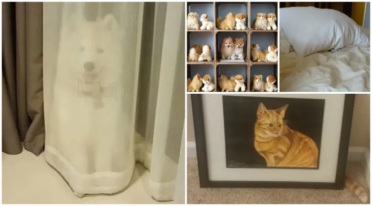 Najslađi tajni agenti: Ovi su kućni ljubimci odlični u igri 'skrivača' (ili oni bar tako misle)