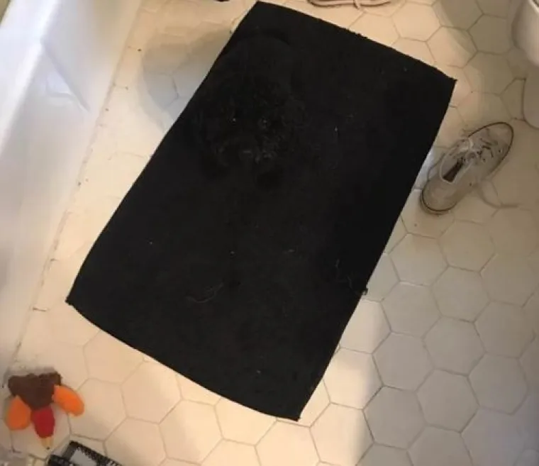 Najslađi tajni agenti: Ovi su kućni ljubimci odlični u igri 'skrivača' (ili oni bar tako misle)