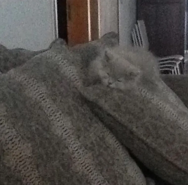 Najslađi tajni agenti: Ovi su kućni ljubimci odlični u igri 'skrivača' (ili oni bar tako misle)