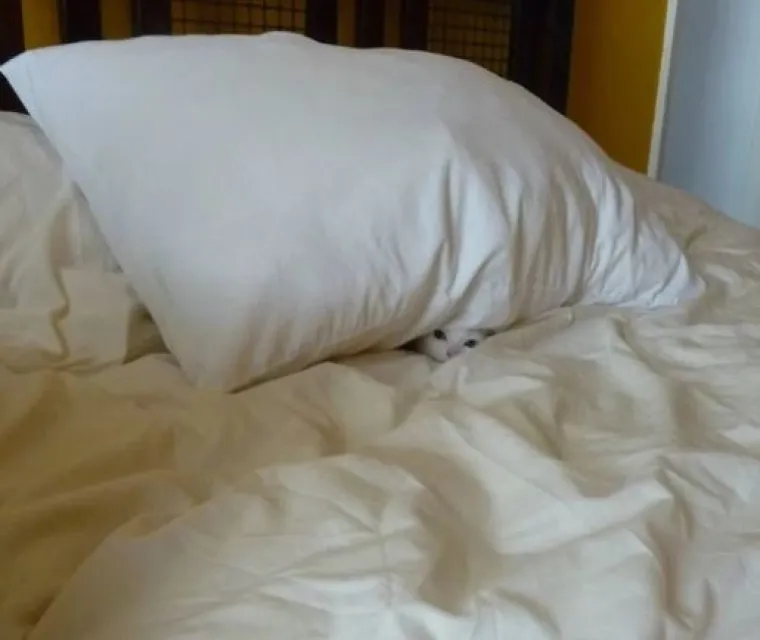 Najslađi tajni agenti: Ovi su kućni ljubimci odlični u igri 'skrivača' (ili oni bar tako misle)