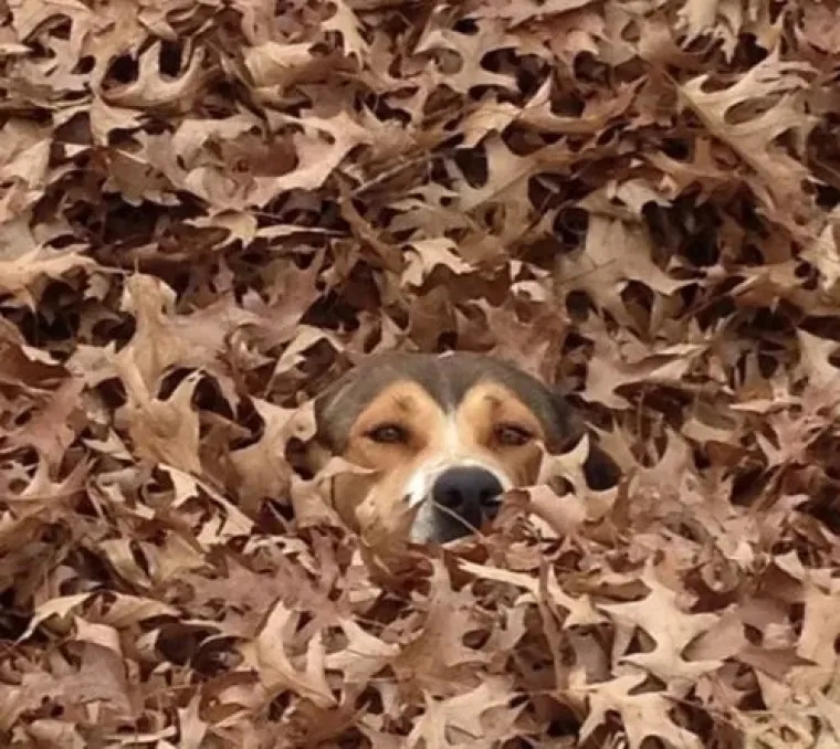 Najslađi tajni agenti: Ovi su kućni ljubimci odlični u igri 'skrivača' (ili oni bar tako misle)