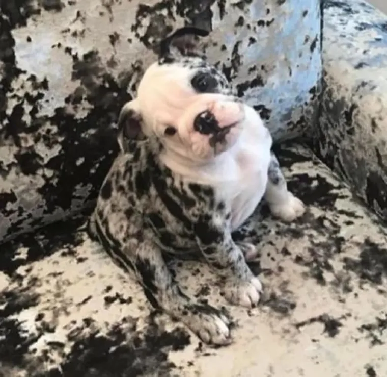 Najslađi tajni agenti: Ovi su kućni ljubimci odlični u igri 'skrivača' (ili oni bar tako misle)