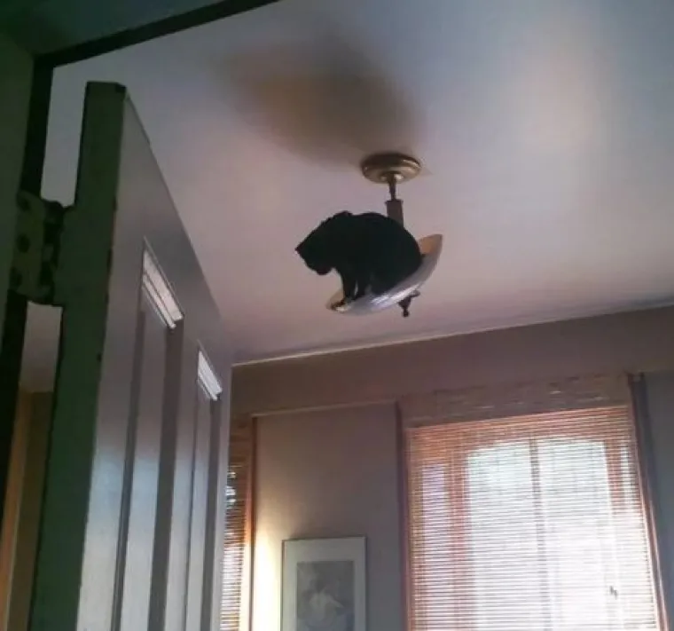 Najslađi tajni agenti: Ovi su kućni ljubimci odlični u igri 'skrivača' (ili oni bar tako misle)