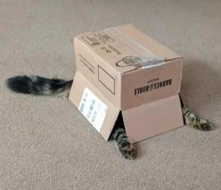 Najslađi tajni agenti: Ovi su kućni ljubimci odlični u igri 'skrivača' (ili oni bar tako misle)