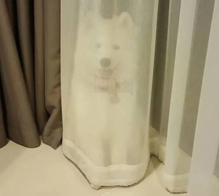 Najslađi tajni agenti: Ovi su kućni ljubimci odlični u igri 'skrivača' (ili oni bar tako misle)