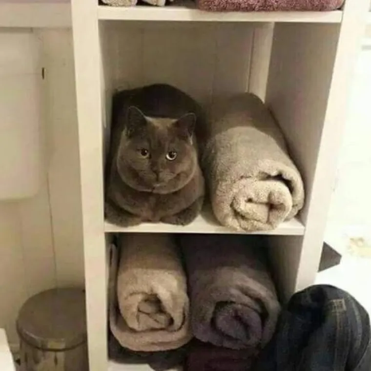 Najslađi tajni agenti: Ovi su kućni ljubimci odlični u igri 'skrivača' (ili oni bar tako misle)