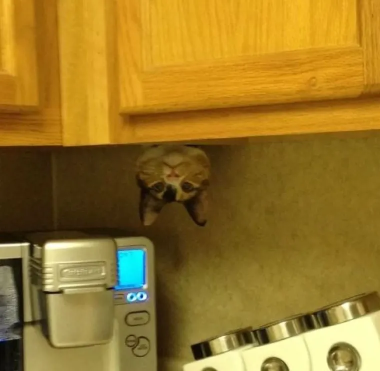 Najslađi tajni agenti: Ovi su kućni ljubimci odlični u igri 'skrivača' (ili oni bar tako misle)