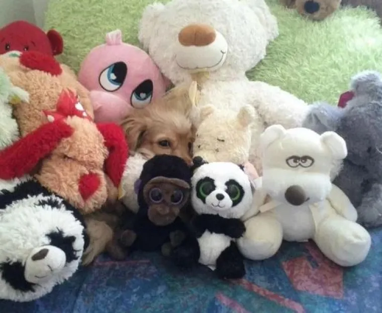 Najslađi tajni agenti: Ovi su kućni ljubimci odlični u igri 'skrivača' (ili oni bar tako misle)