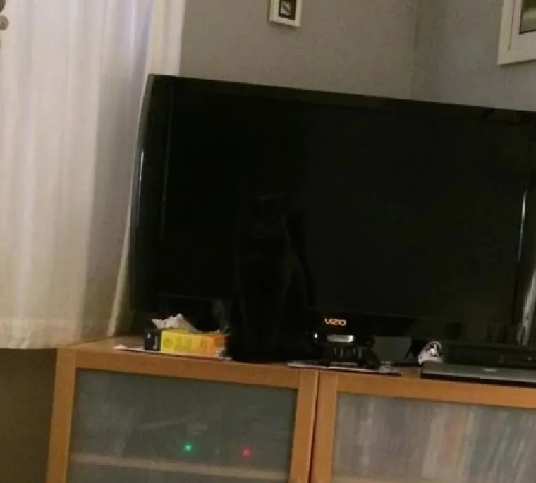 Najslađi tajni agenti: Ovi su kućni ljubimci odlični u igri 'skrivača' (ili oni bar tako misle)