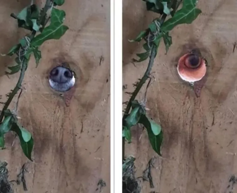 Najslađi tajni agenti: Ovi su kućni ljubimci odlični u igri 'skrivača' (ili oni bar tako misle)