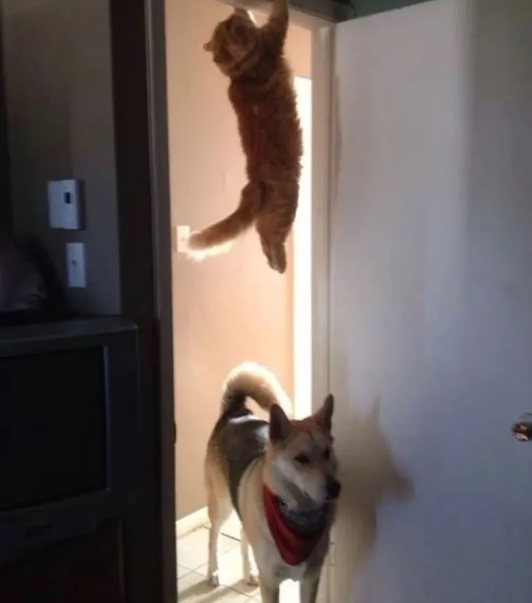 Najslađi tajni agenti: Ovi su kućni ljubimci odlični u igri 'skrivača' (ili oni bar tako misle)