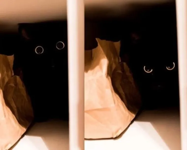 Najslađi tajni agenti: Ovi su kućni ljubimci odlični u igri 'skrivača' (ili oni bar tako misle)