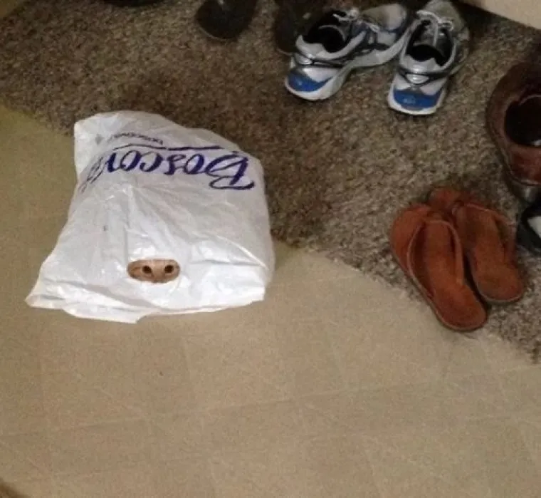 Najslađi tajni agenti: Ovi su kućni ljubimci odlični u igri 'skrivača' (ili oni bar tako misle)