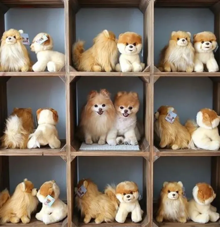 Najslađi tajni agenti: Ovi su kućni ljubimci odlični u igri 'skrivača' (ili oni bar tako misle)