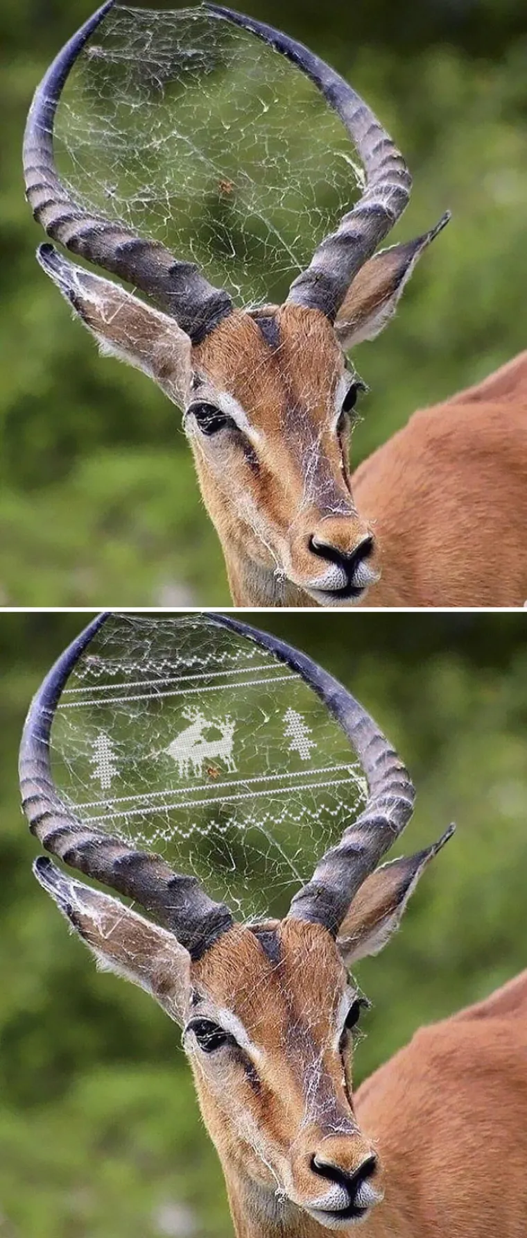 Foto šoping: Ovo su pobjednici natjecanja u Photoshopu koji se odvio na Redditu