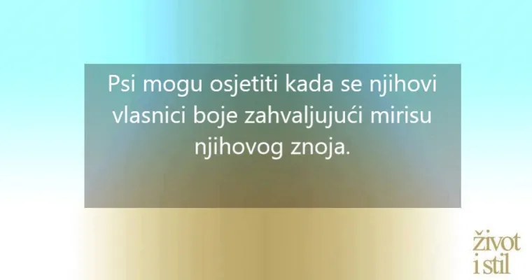16 zanimljivih činjenica o kućnim ljubimcima zbog kojih ćete ih voljeti još više