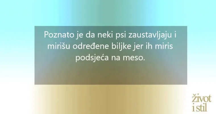 16 zanimljivih činjenica o kućnim ljubimcima zbog kojih ćete ih voljeti jo&scaron; vi&scaron;e