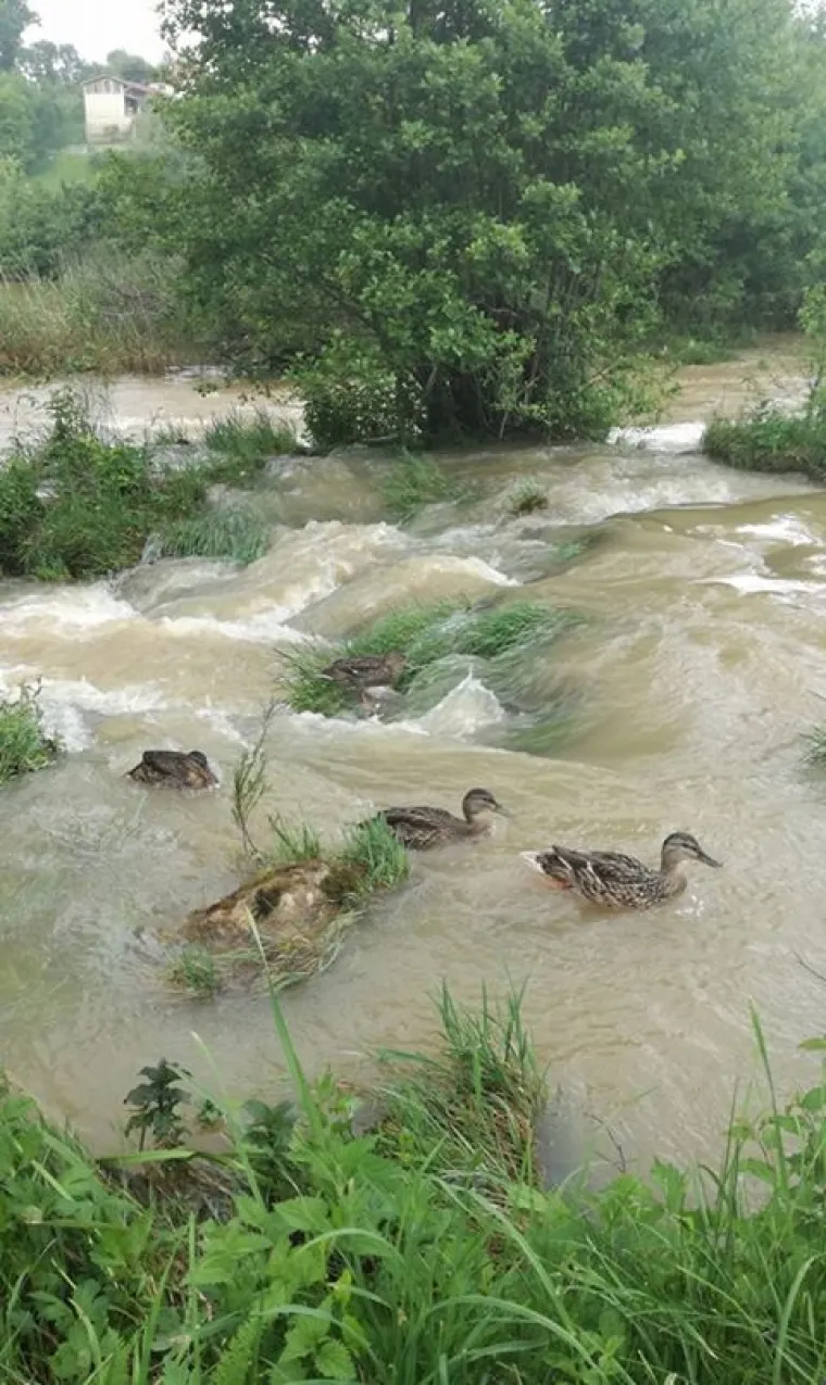 Ovo ne pamte ni najstariji stanovnici koji žive na obali Mrežnice: 'Pretvorila se u blatnu kaljužu'
