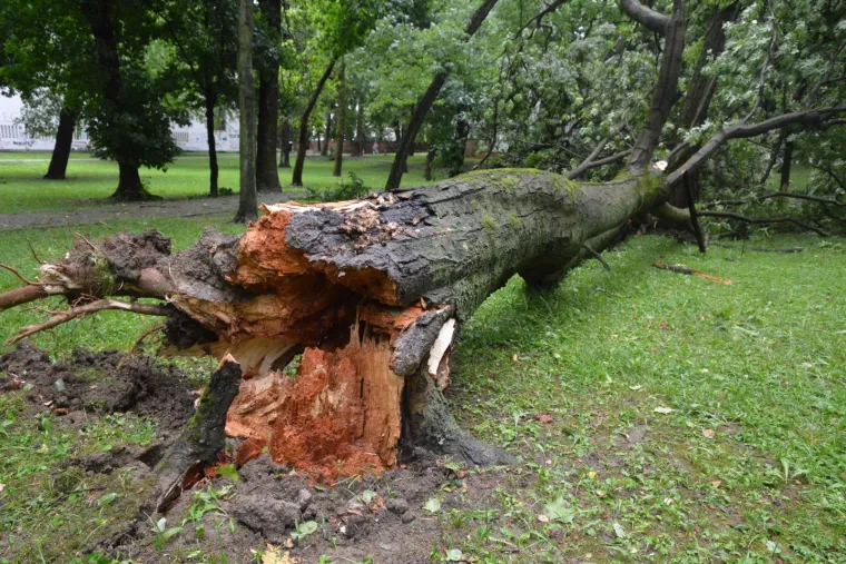 Slavonski Brod: Nevrijeme praćeno jakim vjetrom čupalo stabla i poplavilo ulice i podrume