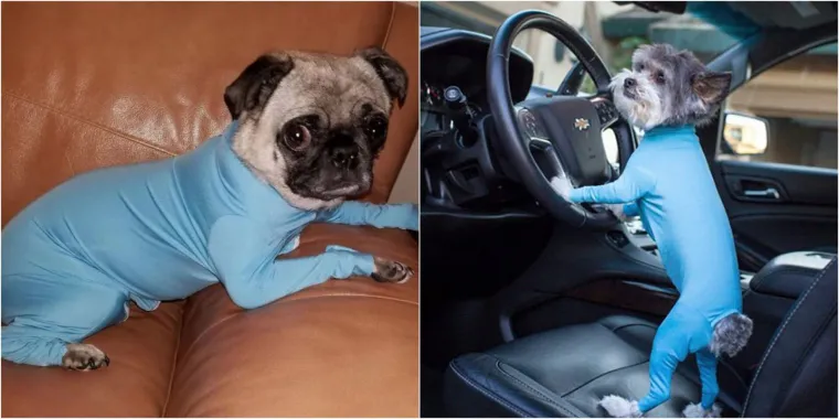 Kombinezon za pse protiv linjanja, je li to normalno? Možda se varamo, ali nama ba&scaron; i nije...