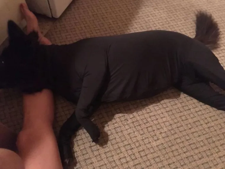 Kombinezon za pse protiv linjanja, je li to normalno? Možda se varamo, ali nama ba&scaron; i nije...