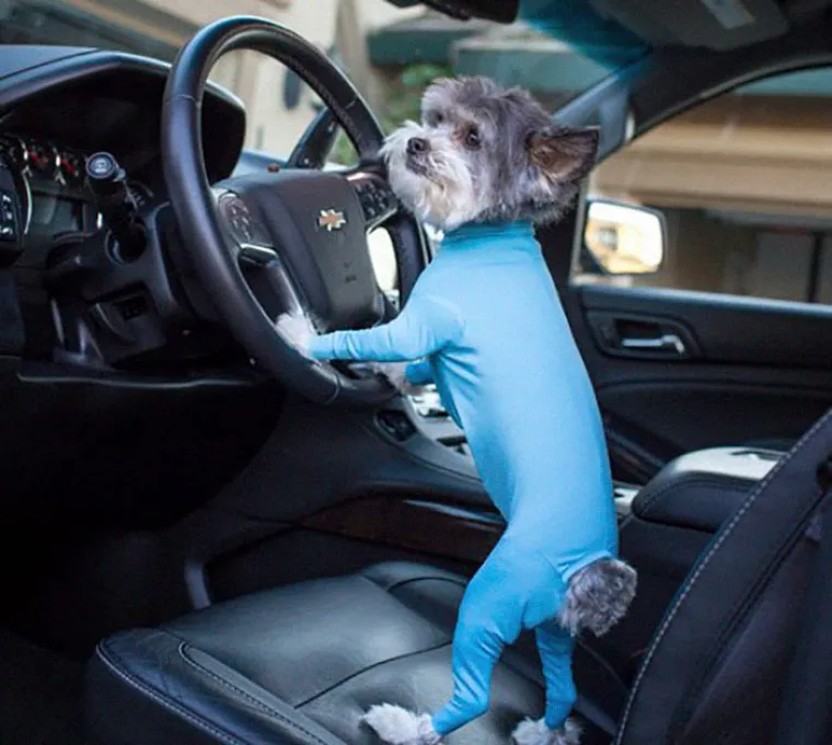 Kombinezon za pse protiv linjanja, je li to normalno? Možda se varamo, ali nama ba&scaron; i nije...