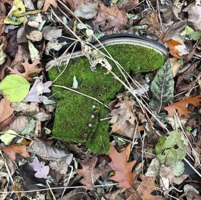 Od WC-&scaron;koljaka na granama do Winnie Pooh kućice: 20 najčudnijih stvari u &scaron;umama diljem svijeta