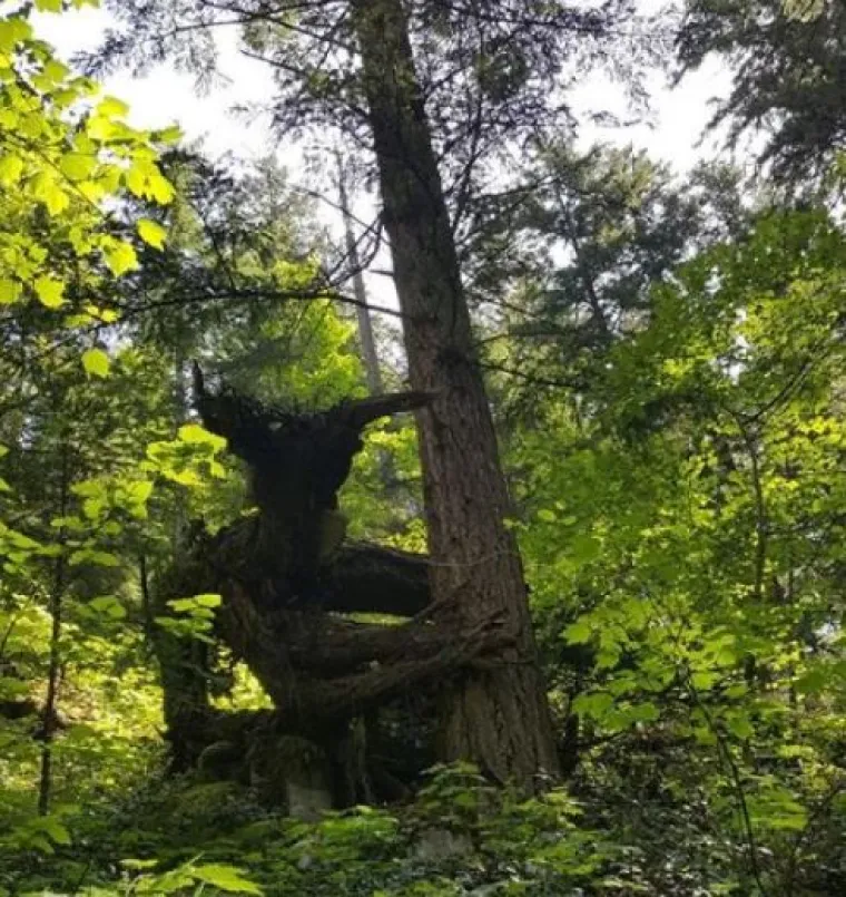 Od WC-&scaron;koljaka na granama do Winnie Pooh kućice: 20 najčudnijih stvari u &scaron;umama diljem svijeta