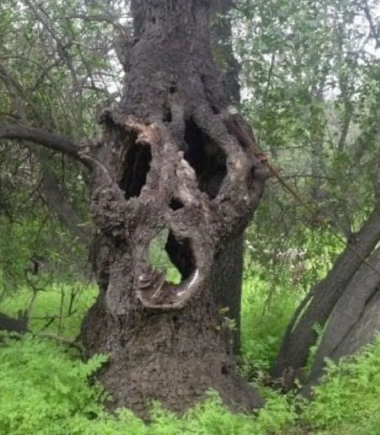 Od WC-&scaron;koljaka na granama do Winnie Pooh kućice: 20 najčudnijih stvari u &scaron;umama diljem svijeta