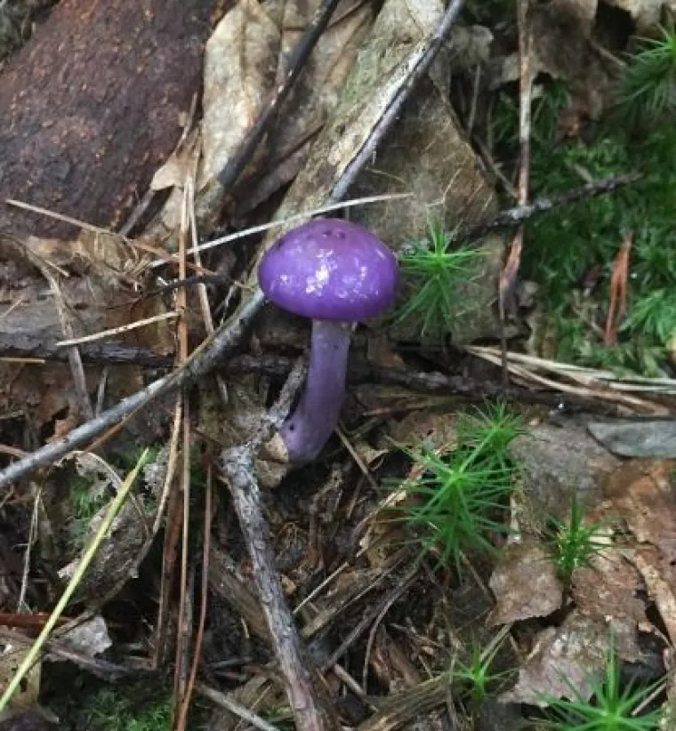 Od WC-&scaron;koljaka na granama do Winnie Pooh kućice: 20 najčudnijih stvari u &scaron;umama diljem svijeta