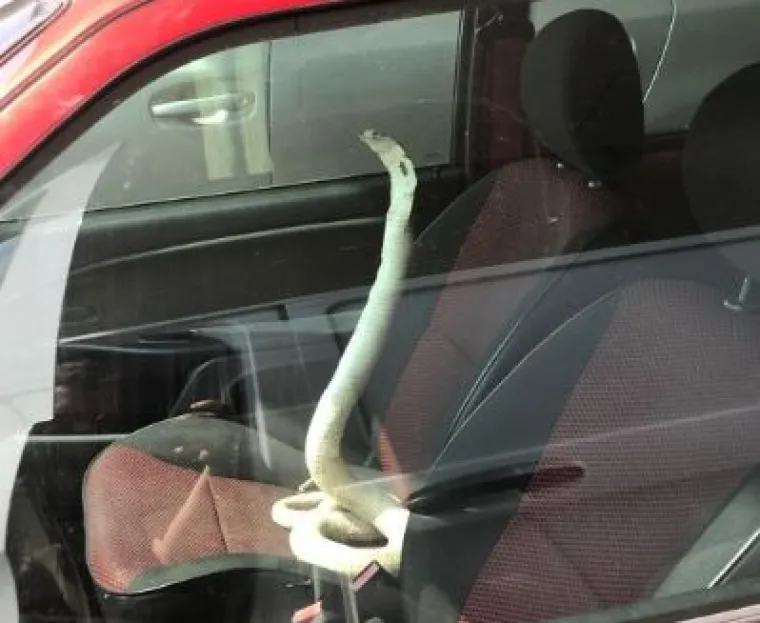 Babu&scaron;ka na tramvaju, zmija na suvozačkom: &Scaron;to sve nećemo vidjeti na cesti?