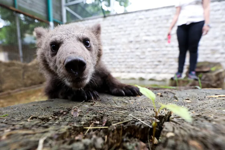 Bila je neuhranjena, bez majke, ali preživjela je: Medvjedica Aida uživa u svojim šarenim igračkama!