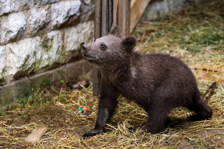 Bila je neuhranjena, bez majke, ali preživjela je: Medvjedica Aida uživa u svojim &scaron;arenim igračkama!