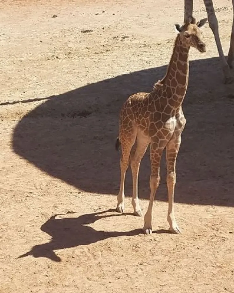 20 genijalnih sjena na fotografijama koje morate pogledati bar dvaput