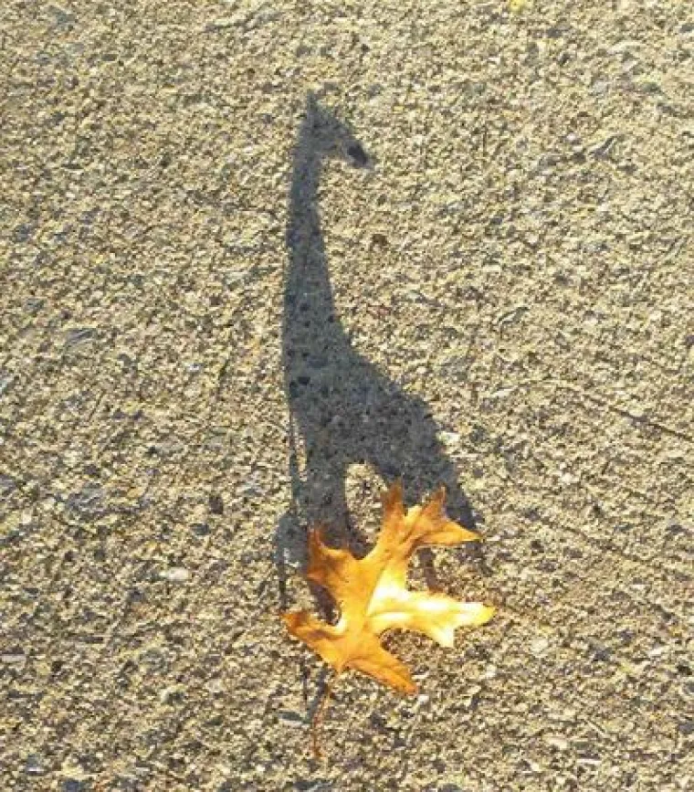 20 genijalnih sjena na fotografijama koje morate pogledati bar dvaput