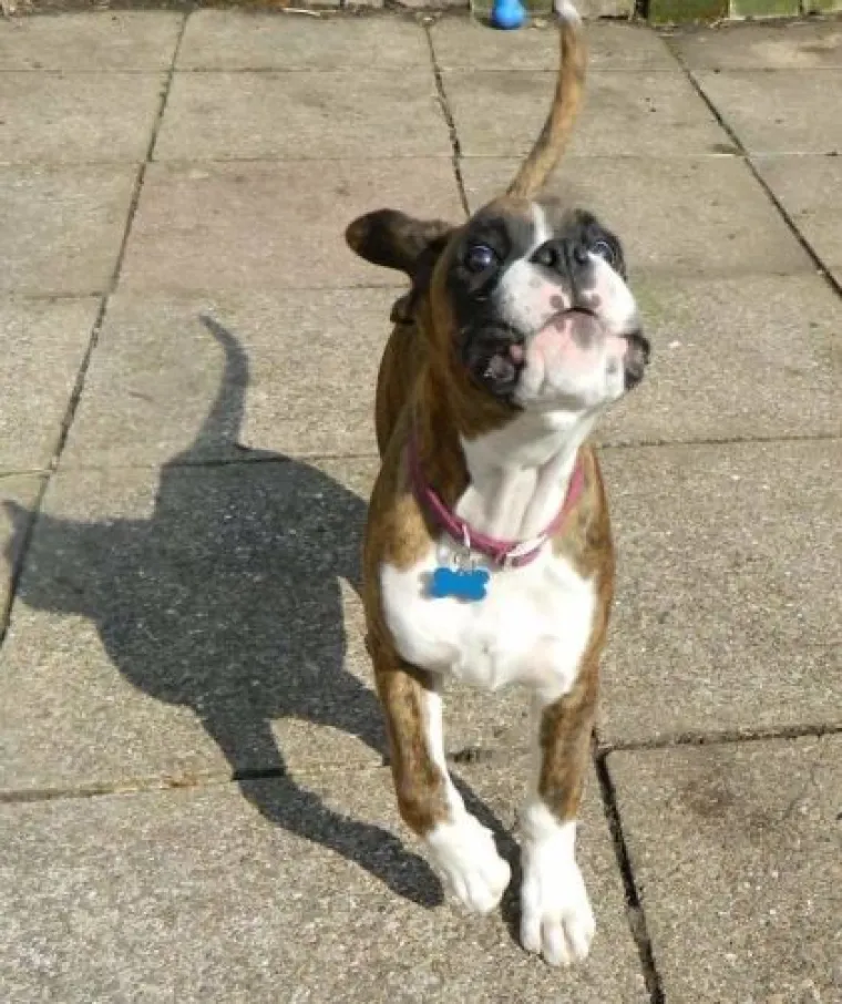 20 genijalnih sjena na fotografijama koje morate pogledati bar dvaput