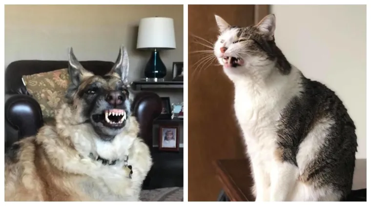 Najgore fotografije ljubimaca koje nas podsjećaju na to kako mi izgledamo kad nas prijatelj uslika