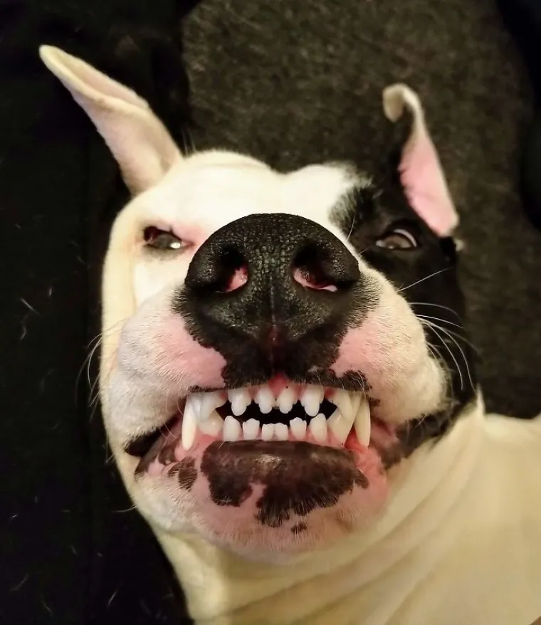 Najgore fotografije ljubimaca koje nas podsjećaju na to kako mi izgledamo kad nas prijatelj uslika