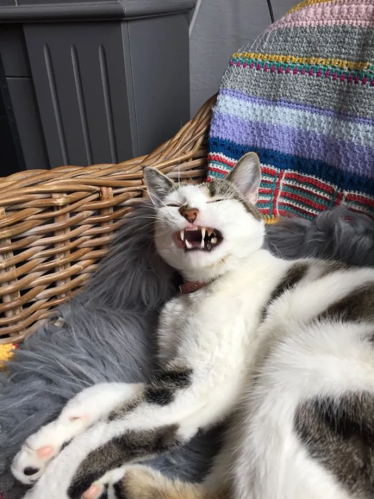 Najgore fotografije ljubimaca koje nas podsjećaju na to kako mi izgledamo kad nas prijatelj uslika