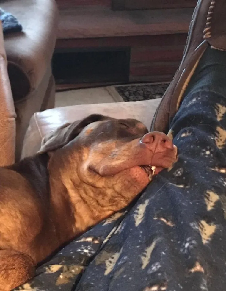 Najgore fotografije ljubimaca koje nas podsjećaju na to kako mi izgledamo kad nas prijatelj uslika