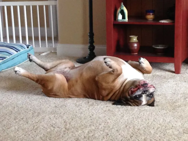 Najgore fotografije ljubimaca koje nas podsjećaju na to kako mi izgledamo kad nas prijatelj uslika