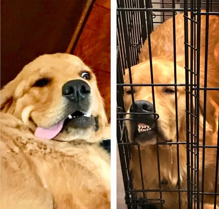 Najgore fotografije ljubimaca koje nas podsjećaju na to kako mi izgledamo kad nas prijatelj uslika