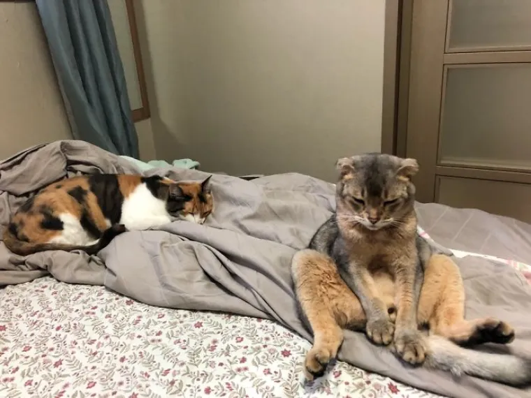 Najgore fotografije ljubimaca koje nas podsjećaju na to kako mi izgledamo kad nas prijatelj uslika