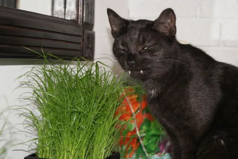 Najgore fotografije ljubimaca koje nas podsjećaju na to kako mi izgledamo kad nas prijatelj uslika