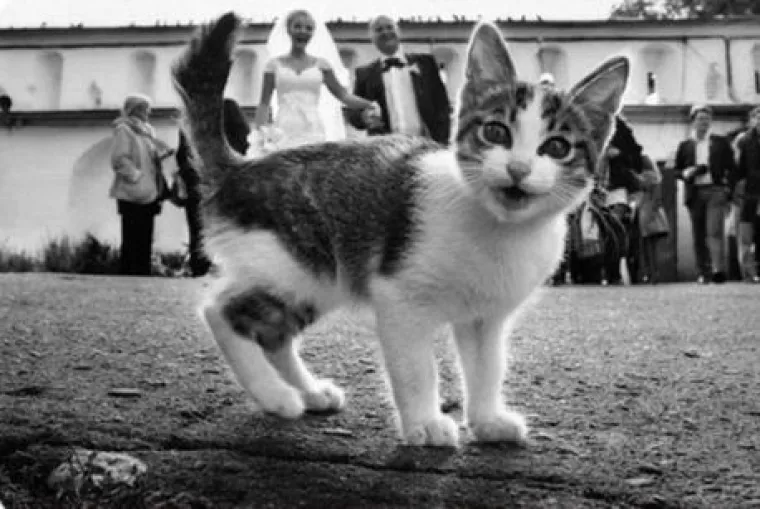 Za &scaron;to bolju uspomenu: TOP 20 slika s vjenčanja koje su genijalne jer ih je netko photobombao