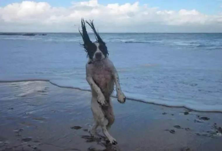 Pazite da i vas kamere ne uhvate: 20 najsmje&scaron;nijih fotki s plaža