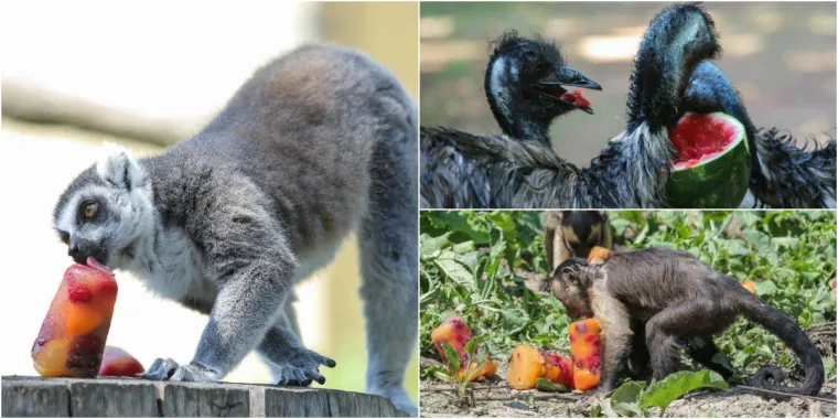 Zanima vas kako se životinje &scaron;tite od vrućina? U zagrebačkom ZOO-u rashlađuju se ledenim poslasticama!